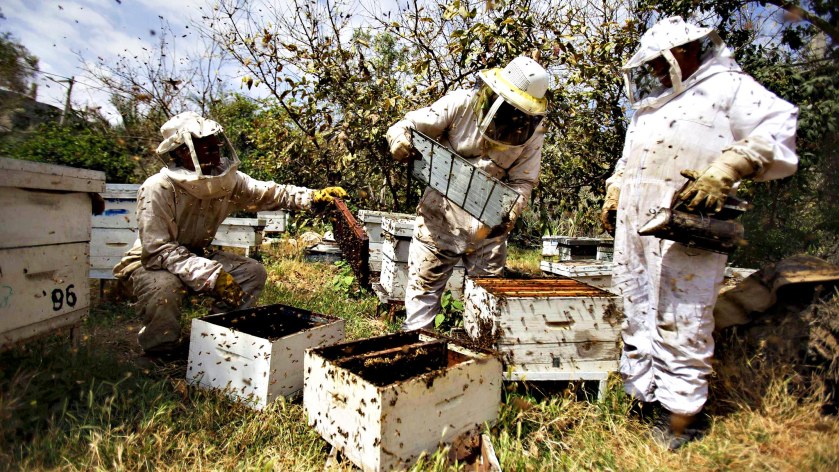 Palestinian beekeepers collect honey at a farm in Rafah in the southern Gaza Strip...Palestinian beekeepers collect honey at a farm in Rafah in the southern Gaza Strip, April 9, 2013. REUTERS/Ibraheem Abu Mustafa (GAZA - Tags: SOCIETY)