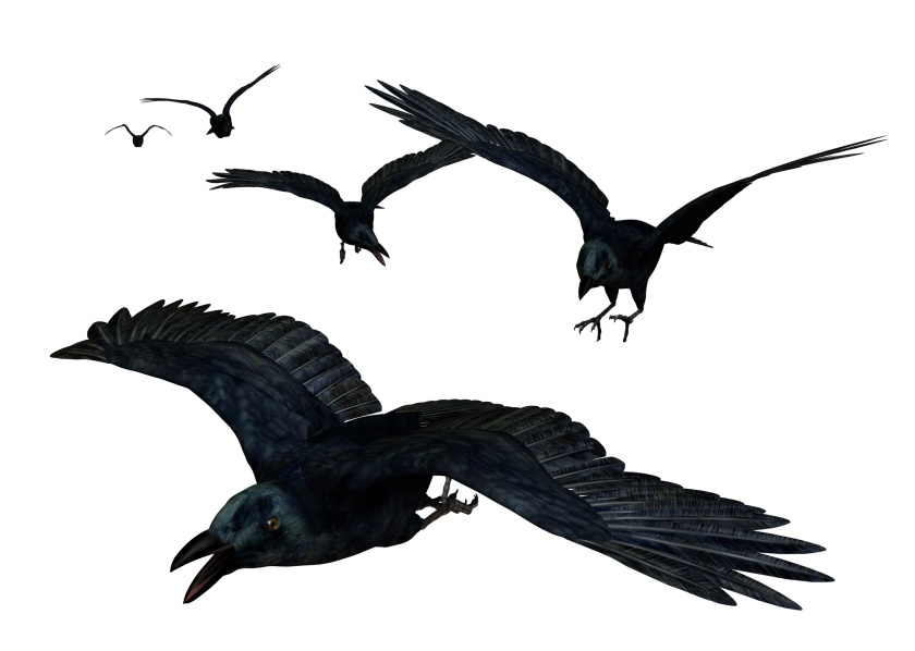 "Crows Flying" by British Pest Control Association via Flickr